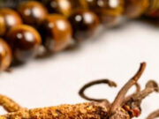 सोने से भी कीमती ‘कीड़ा जड़ी’ आइये जाने कीड़ा जड़ी सेवन करने के फायदे Untitled-1