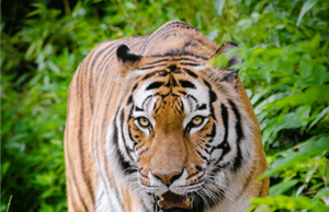 Tiger Attack : बाघ का आतंक रामनगर में स्कूटी सवार युवक को घसीट ले गया बाघ, बाल-बाल बचे दो साथी