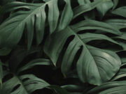 प्लांट्स जो वास्तु के अनुसार घर और ऑफिस मैं रखने से सुख समृद्धि और धन का लाभ होता है। tropical-green-leaves-background