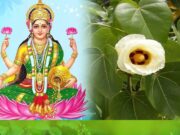 घर के आंगन में लगाएं ये पौधे, हमेशा रहेगा मां लक्ष्मी का आशीर्वाद! cover-img