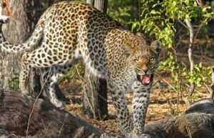 श्रीनगर: पौड़ी में एक गुलदार पकड़ा तो अब दूसरे ने मचाया आतंक, मजदूर पर किया हमला