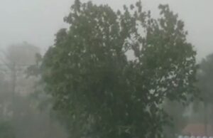 लालकुआं में तूफान से गौशाला के ऊपर गिरा विशालकाय पेड़ 4 जानवरों की मौत, किसान ने सरकार से की मुआवजे की मांग