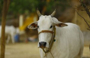 आधी रात पुलिस और गौ तस्करों के बीच फिर हुई मुठभेड़, पैर में गोली लगने से एक बदमाश घायल