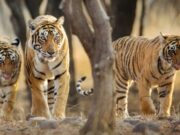International Tiger Day 2023: ये हैं भारत के फेमस टाइगर रिजर्व, यहां करीब से होगा बाघों का दीदार 1