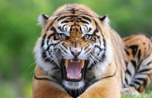 कोटद्वार में बाघ ने महिला को बनाया निवाला रामनगर में खेत में नजर आया टाइगर