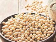 सोयाबीन के ये पांच फायदे जानकर आप भी हो जाएंगे हैरान 1