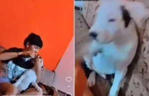 देहरादून: सोशल मीडिया पर लाइक पाने और अपने व्यूज बढ़ाने के लिए लड़की ने कुत्ते को बियर पिलाकर बनाई रील, अब पुलिस ने लिया एक्शन