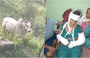 श्रीनगरः आवारा सांड ने महिला के तोड़ डाले हाथ, सिर पर भी गहरे घाव, बमुश्किल बची जान, ग्रामीणों ने आवारा जानवरों को पकड़ने की मांग