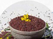 Mustard Seeds Benefits: स्किन ही नहीं सेहत के लिए भी गुणकारी हैं सरसों के बीज, जानें क्या हैं चमत्कारी फायदे… cover