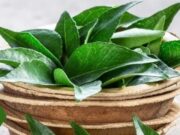Curry leaves Benefits and Uses: हाई ब्लड प्रेशर को कंट्रोल करने का अचूक उपाय है करी पत्ता, बस ऐसे करें सेवन cover