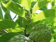 Custard Apple leaves Benefits: सीताफल ही नहीं इसकी पत्तियों में भी हैं दमदार गुण, इन्हें खाने से सेहत को मिलते हैं गजब के फायदे… cropped-cover1.jpg