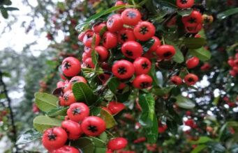 घिंघारू ‘फल’, शोध से पता चली खासियत करेगी हैरानगी, दर्द निवारक दवा से बेहतर निकला