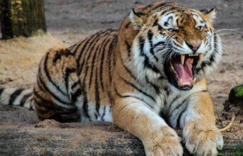 रामनगर: युवक लकड़ी तोड़ कर पेड़ से नीचे उतरा..पीछे से बाघ ने कर दिया हमला, युवक गंभीर रूप से घायल, भर्ती