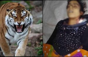 भीमताल: बाघ के हमले में ‘निकिता’ की मौत, परिजनों और ग्रामीणों का वन विभाग पर फूटा गुस्सा, शव के साथ निकाला जुलूस