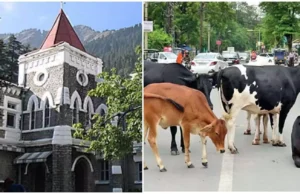 सड़कों पर पशुओं को लावारिस छोड़े जाने का मामला: हाईकोर्ट में जवाब नहीं दे सका हल्द्वानी नगर निगम, आज पेश होंगे आयुक्त