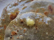 सर्दियों में खाएं बाजरे की रोटी, शरीर को मिलेंगे ये 5 फायदे 1