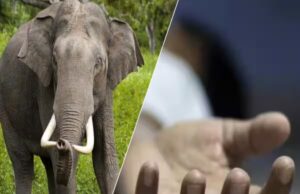 Uttarakhand: बकरियों के लिए पत्ते काटने गए युवक को हाथी ने कुचलकर मार डाला, क्षत-विक्षत हालत में मिला शव