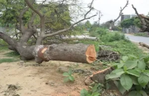 Uttarakhand: जिस वृक्ष को काट रहा था उसी से दब कर हो गई मृत्यु, 19 वर्षीय का था छात्र