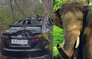 Nainital: दिल्ली से आए पर्यटकों की कार पर देर रात जंगली हाथियों के झुंड ने किया हमला, बड़ी मुश्किल से बच पाई जान