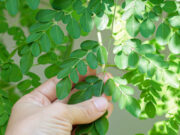 Moringa Leaves Benefits: डायबिटीज के मरीजों के लिए वरदान हैं मोरिंगा के पत्ते, इन वजहों से करें डाइट में शामिल 3