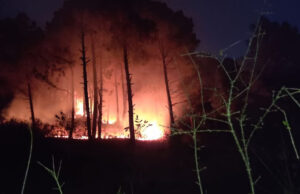 Nainital: सातताल और फरसौली में आग से मचा हाहाकार, फायर ब्रिगेड और वन कर्मियों ने बुझाई, वन संपदा को नुकसान
