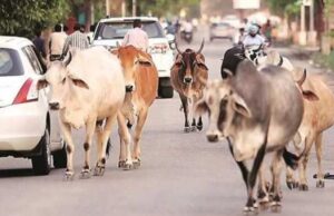 Haldwani: सड़कों पर पालतु जानवर छोड़ने वालों के खिलाफ दर्ज होगी एफआईआर, DM के निर्देश