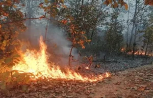 Uttarakhand: कुमाऊं में पांच जगह धधके जंगल, गढ़वाल में पिछले 24 घंटे में वनाग्नि की कोई घटना नहीं होने से राहत