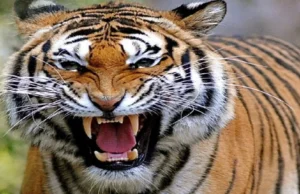 Nainital: खेत पर काम करते समय झपटा बाघ, जंगल में मिला शव, गांव में छा गया मातम, परिवार के एक सदस्य को नौकरी की मांग