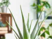 सिर्फ त्वचा के लिए नहीं, बालों के लिए भी बहुत फायदेमंद है ‘एलोवेरा जेल’, इन 4 तरीकों से करें इस्तेमाल 1