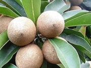 सुबह खाली पेट चीकू खाने के हैं ढेरों फायदे, जानकर आप भी हो जाएंगे हैरान 1