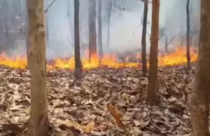 Nainital Forest Fire: जल रहे जंगल, विभाग कह रहा 24 घंटे में कुमाऊं में एक घटना, क्या सरकार को फिक्र नहीं?