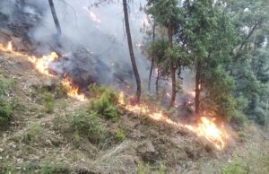 Nainital News: भवाली-अल्मोड़ा हाईवे पर कैंची के जंगल में लगी आग, आसपास के गांवों में दहशत