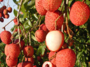 लीची ही नहीं इसके बीजों में भी छिपे हैं ढेरों फायदे, इनके इस्तेमाल से सेहत होगी दुरुस्त और खूबसूरती में लगेंगे चार चांद 1