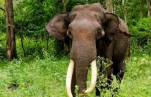 Uttarakhand: घास लेने जंगल गई बुजुर्ग महिला को हाथी ने पटक-पटककर मार डाला