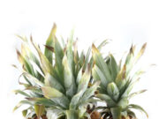 Healthy Diet: केवल अनानास में ही पाया जाता है ये पोषक तत्व, नियमित सेवन से दूर रहती हैं ये बीमारियां 1