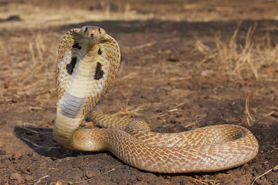 a - 2024-08-15T215751.096