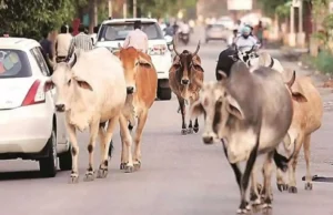 Haldwani: आवारा पशुओं के आतंक से परेशान ग्रामीणों ने तहसील का किया घेराव