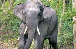 Uttarakhand: सात साल की बच्ची को हाथी ने कुचलकर मार डाला, साथियों संग खेलते हुए चली गई थी जंगल