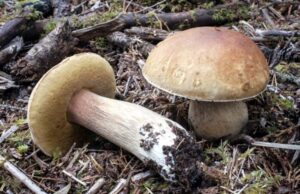 Uttarakhand News: जंगली मशरूम खाने से दो महिलाओं की बिगड़ी तबीयत, इलाज के दौरान एक ने तोड़ा दम