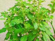 रोज सुबह चबाएं तुलसी के 3-4 पत्ते, पाचन की समस्याओं के साथ तनाव भी हो जाएगा दूर! 1