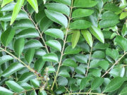 Curry Leaves Health Benefits: करी पत्ते के पानी से मिलते हैं गजब के स्वास्थ्य लाभ, जानिए सेवन का सही तरीका 1