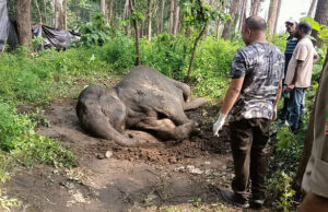 Haldwani News: गर्भवती हथिनी को बस ने मारी टक्कर, सड़क पर लगा जाम, मौके पर वन विभाग की टीम