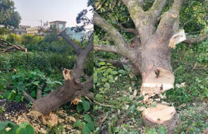 Uttarakhand: ऋषिकेश में वन तस्करों और भू माफियाओं ने 96 पेड़ काट डाले, वन विभाग ने 42 आरोपी पकड़े …फिर छोड़ दिए