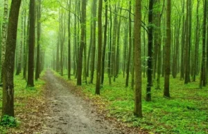 Uttarakhand में जंगल बचाने को खड़ी की जाएंगी दीवारें, पढ़िए कितनी लगेगी लागत और क्या है पूरा प्लान?