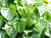 कई बीमारियों को जड़ से उखाड़ फेकेंगा गिलोय, 15 दिनों तक पिएं इसका जूस और फिर देखें कमाल 1