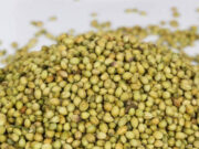 Diabetes से लेकर वजन कम करने तक, धनिया के बीज की चाय पीने के हैं फायदे ही फायदे a