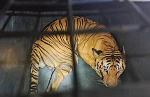 Nainital News: सिलौटी में पिंजरे में फंसा बाघ, वन विभाग ने रेस्क्यू कर रानीबाग सेंटर भेजा, लोगों ने ली राहत की सांस