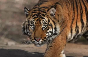 Uttarakhand News: लापता बुजुर्ग को बाघ ने मार डाला, वनकर्मियों ने 20 घंटे चलाया सर्च अभियान, छह किमी दूर मिला शव