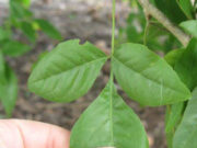 सेहत के लिए वरदान है भोलेनाथ का प्रिय बेल पत्र, रोजाना खाली पेट खाने से दूर होंगी 5 परेशानियां a