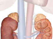 किडनी के लिए ये 6 फल हैं वरदान, तेजी से करते हैं Kidney को डिटॉक्स, पथरी बनने से भी रोके, डाइट में करें शामिल a